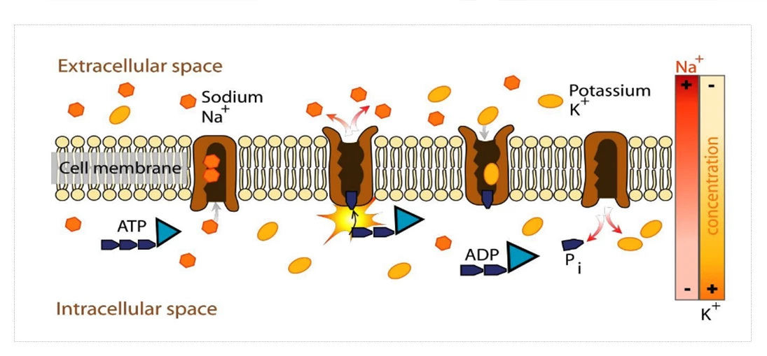 How Does RF Therapy Contribute to Optimal Body Health?