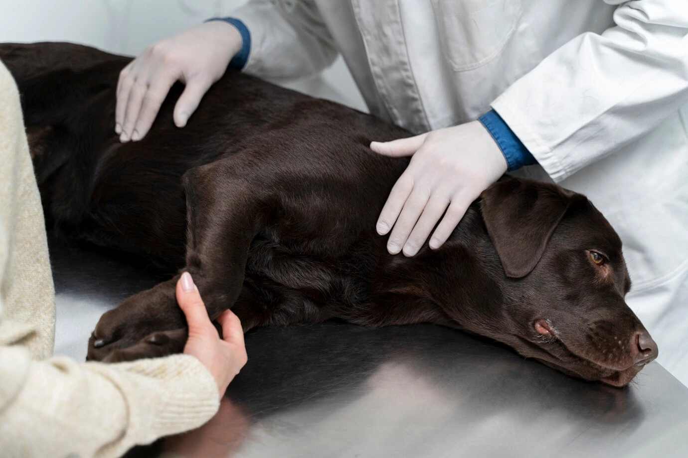 How does CET accelerate the recovery of animal surgery?