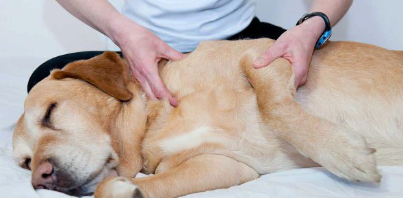 Injury Prevention for Sport Cat/Dog/Horse