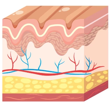 The combination of radiofrequency and electrical current –——the Muscle Cyclone System —— ushers in a new era of deep beauty treatments