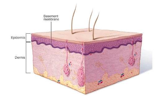 Precision Skincare Begins At The Dej: How Omni Laser’s Muscle Cyclone System Targets The Dermal-epidermal Junction