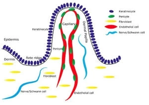 Muscle Cyclone Machine