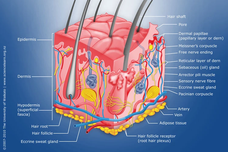Exploring the Innovative Potential of the Muscle Cyclone System RD-MC100
