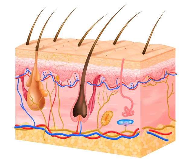 IPL (Part 2) – What Can IPL Really Do, and Why Does It Work?