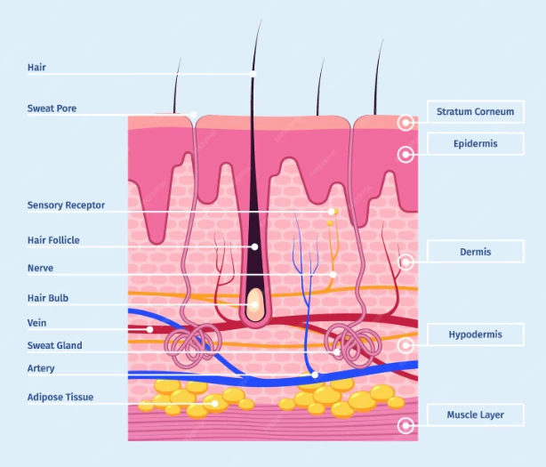 IPL (Part 2) – What Can IPL Really Do, and Why Does It Work?