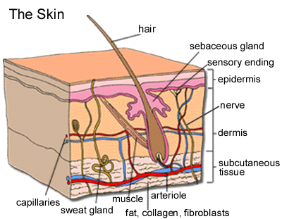 Why Are Some IPL Devices So Cheap While Professional IPL Systems Still Cost More?
