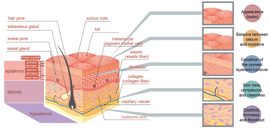 Why Are Some IPL Devices So Cheap While Professional IPL Systems Still Cost More?